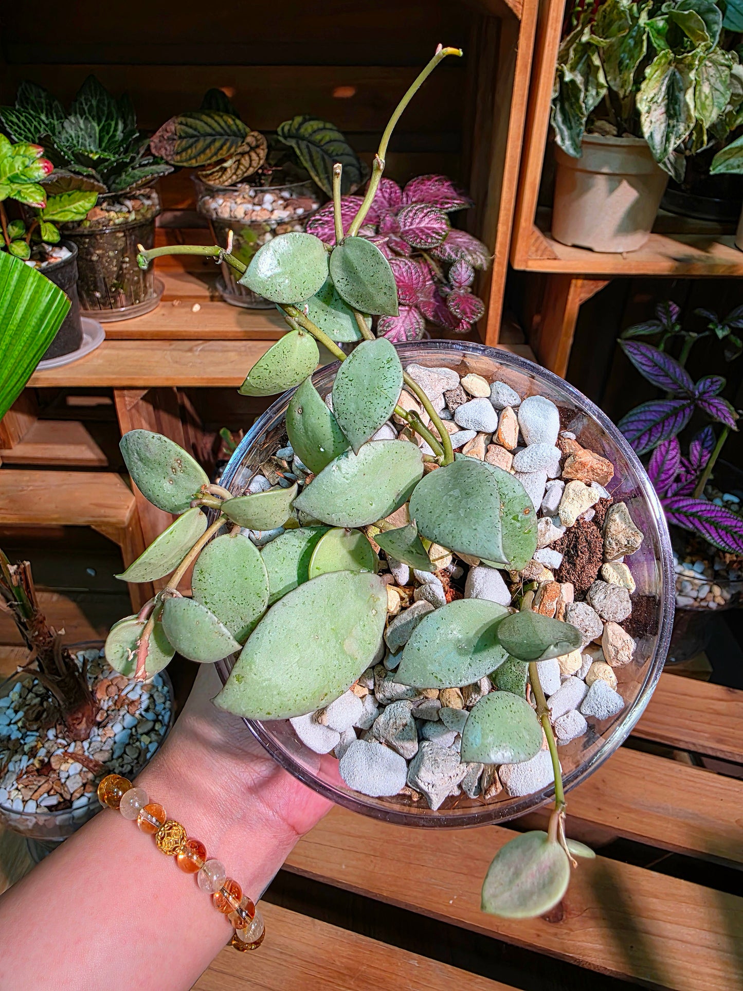 Hoya lacunosa silver mint coin 薄荷銀幣球蘭