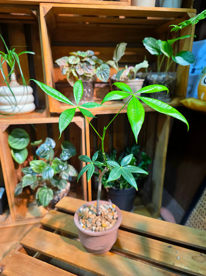 Pachira aquatica Malabar chestnut money tree
