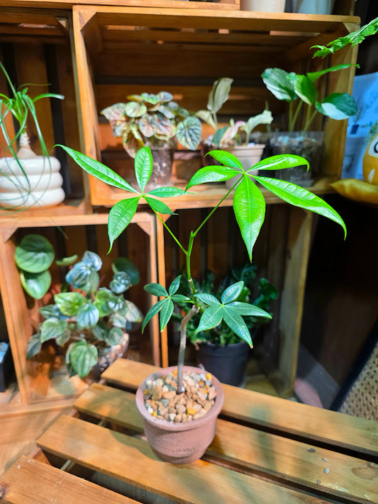 Pachira aquatica Malabar chestnut money tree