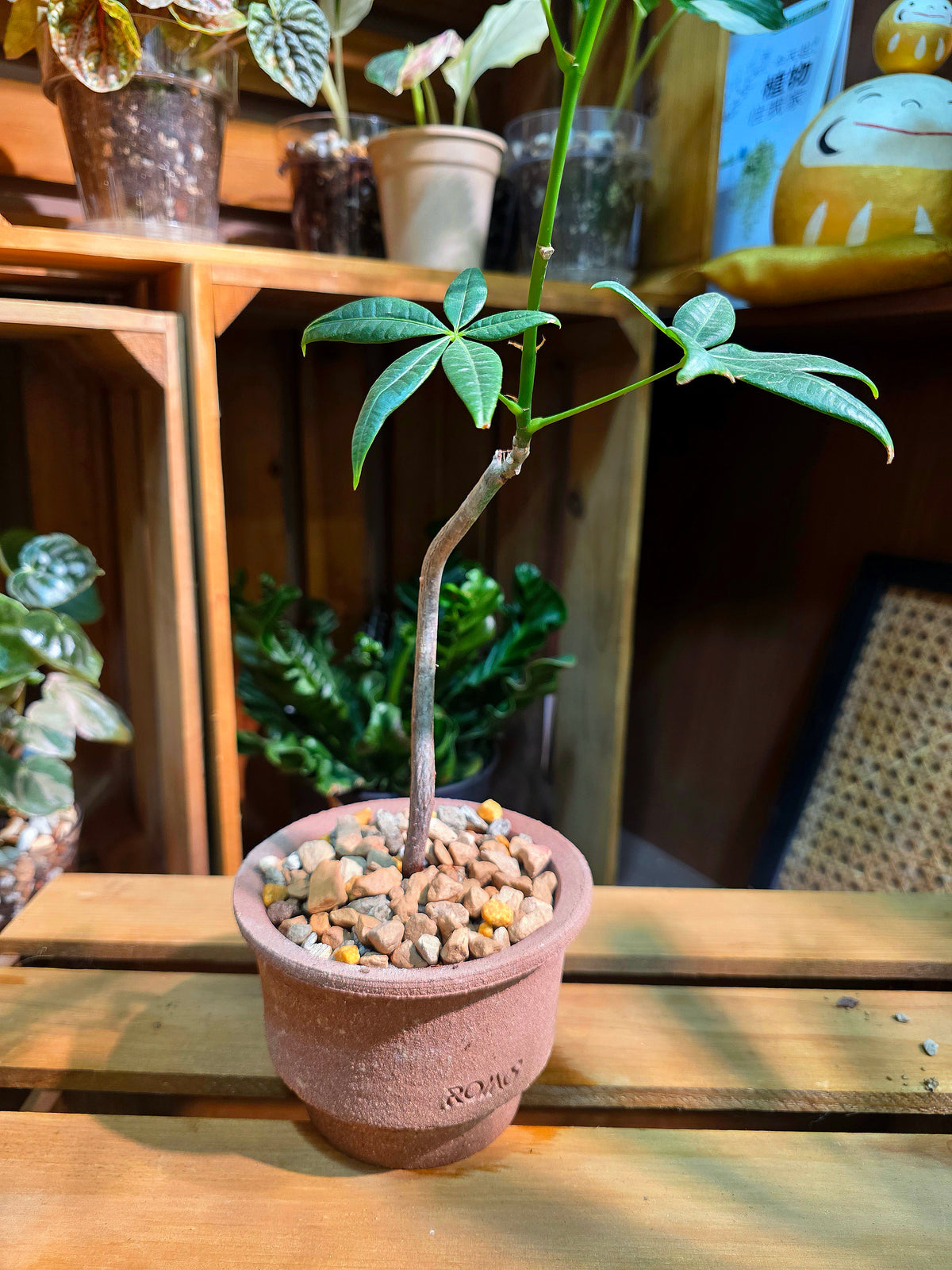 Pachira aquatica Malabar chestnut money tree