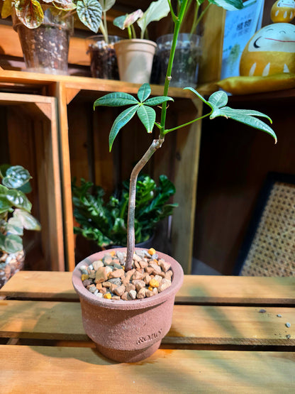 Pachira aquatica Malabar chestnut money tree