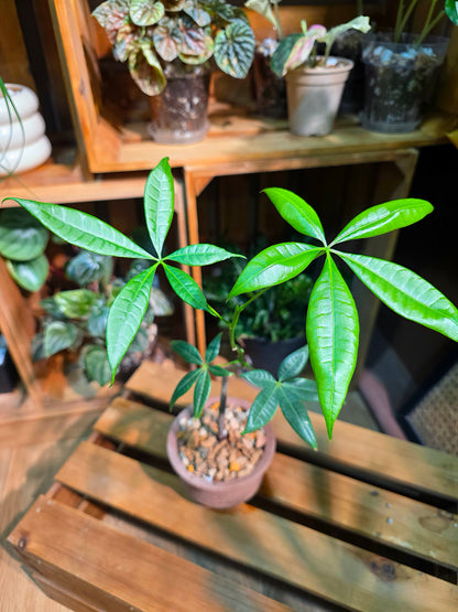 Pachira aquatica Malabar chestnut money tree