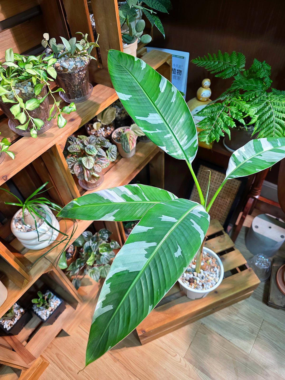 Musa ae ae Hawaiian Variegated Banana