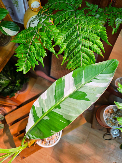 Musa ae ae Hawaiian Variegated Banana