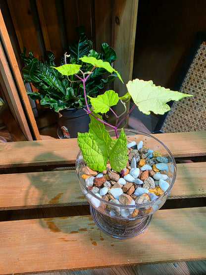 Ampelopsis Humulifolia Bge 金葉蛇葡萄