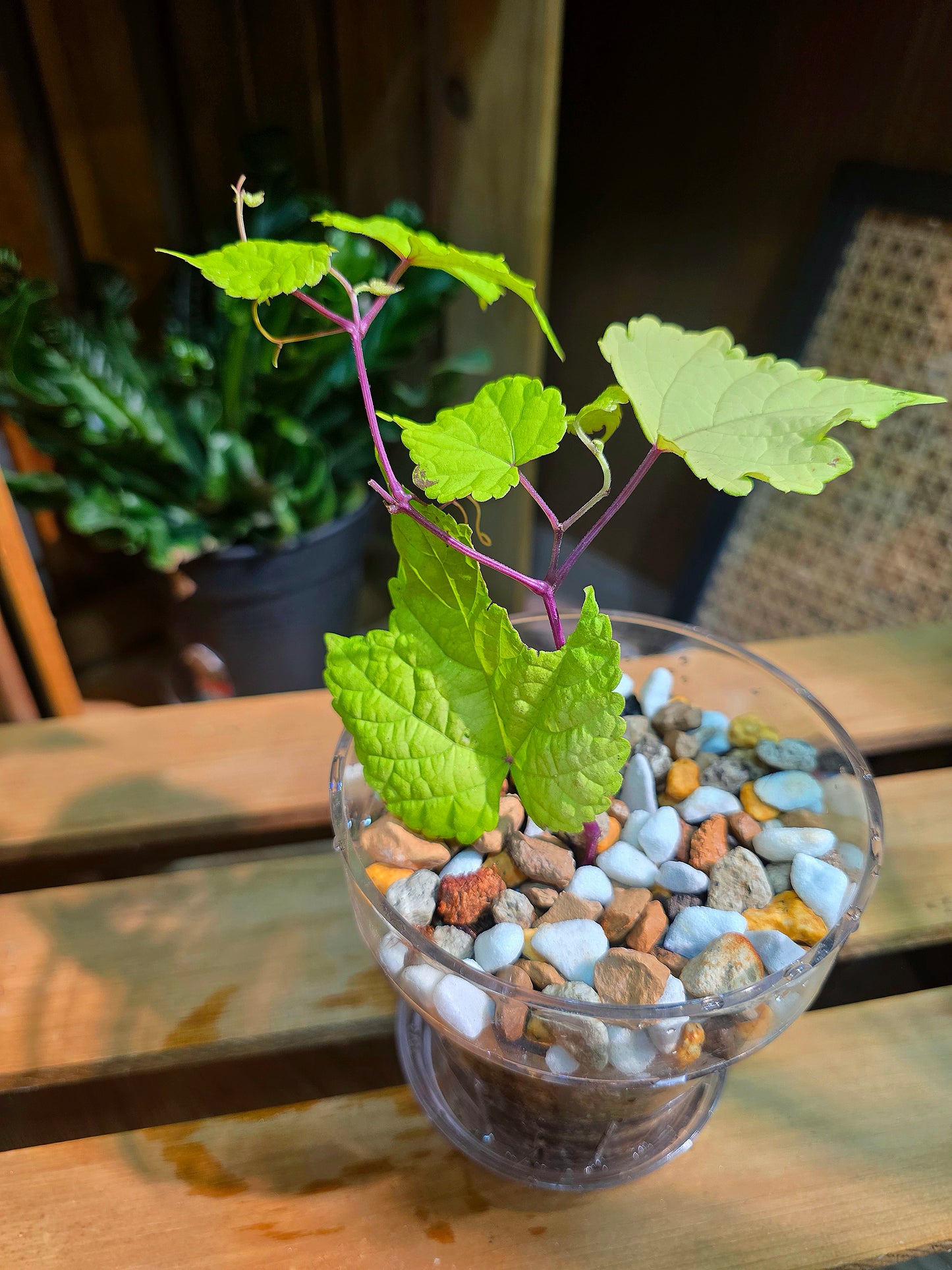 Ampelopsis Humulifolia Bge 金葉蛇葡萄