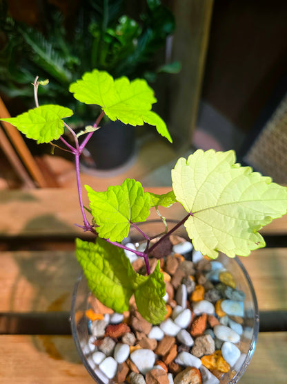 Ampelopsis Humulifolia Bge 金葉蛇葡萄