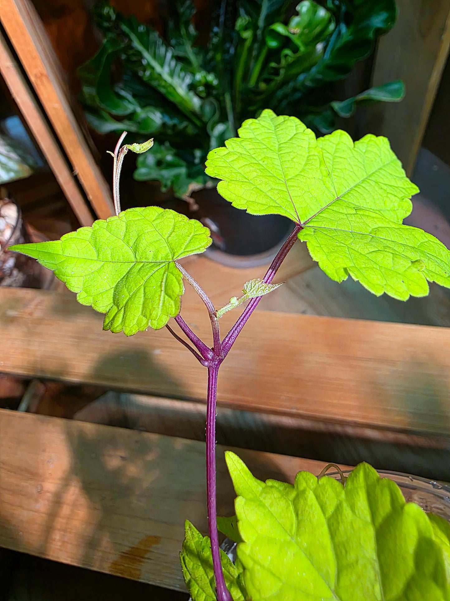 Ampelopsis Humulifolia Bge 金葉蛇葡萄