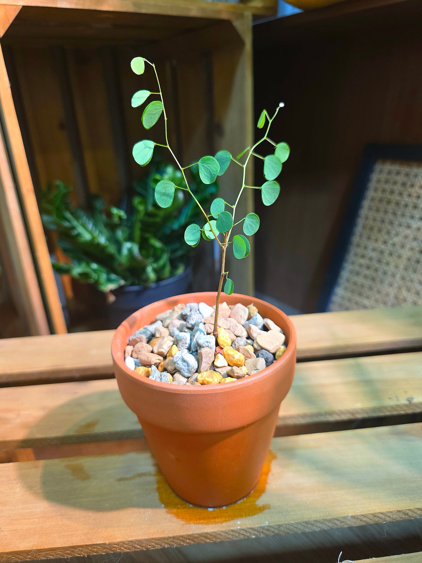 Bauhinia hooker 小葉羊蹄甲