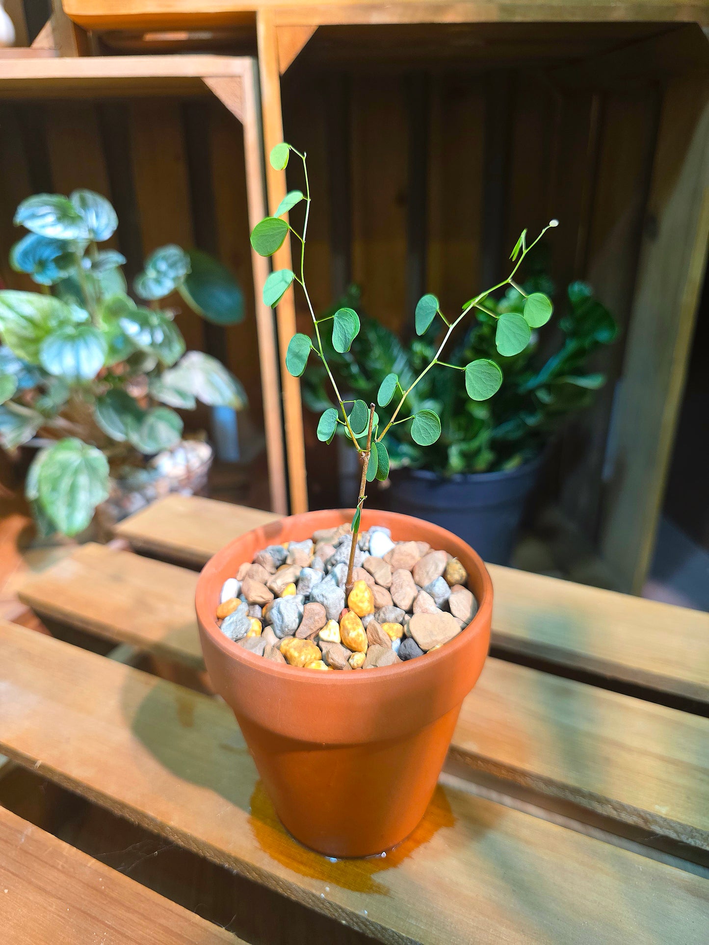 Bauhinia hooker 小葉羊蹄甲