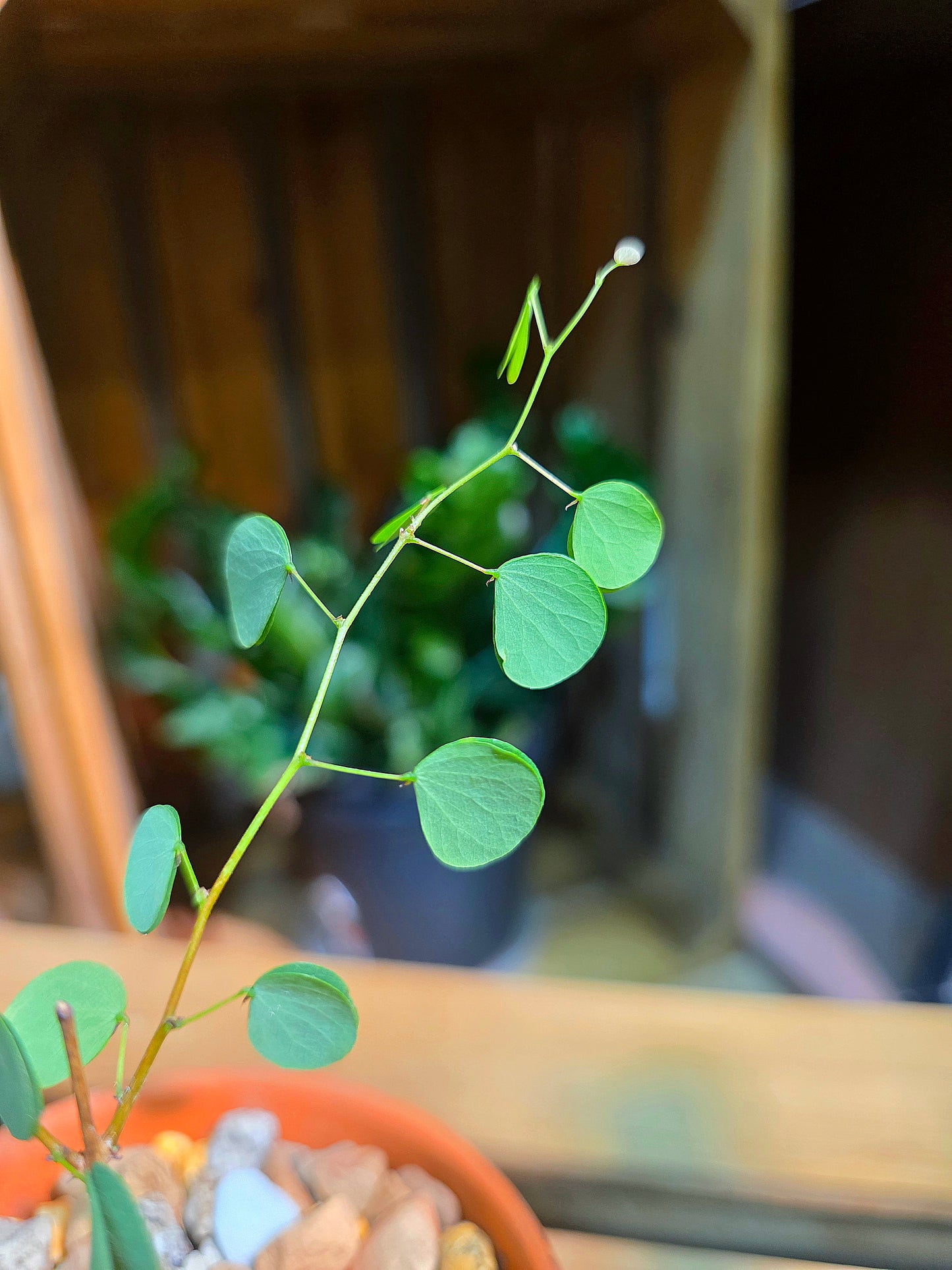 Bauhinia hooker 小葉羊蹄甲