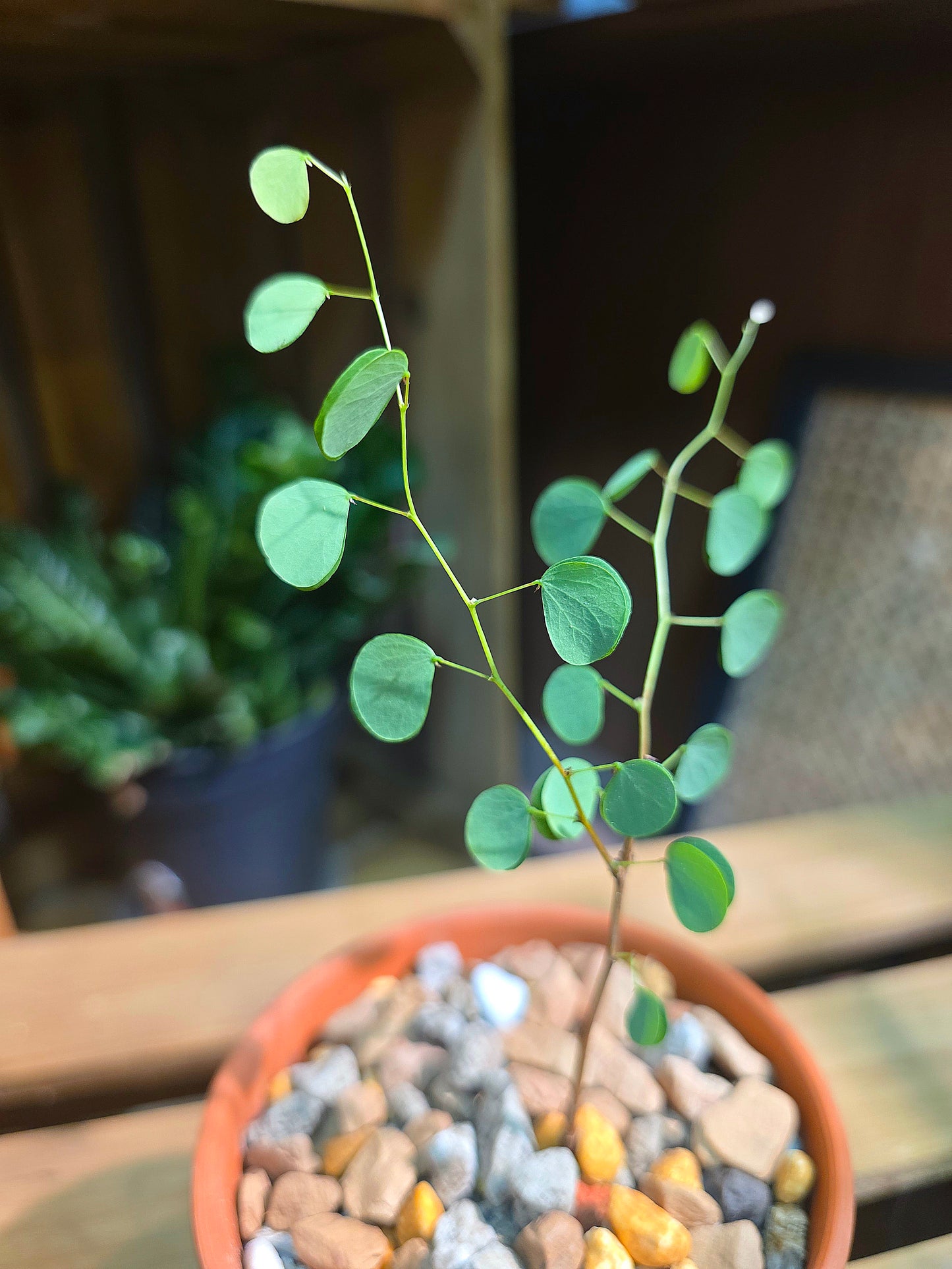 Bauhinia hooker 小葉羊蹄甲