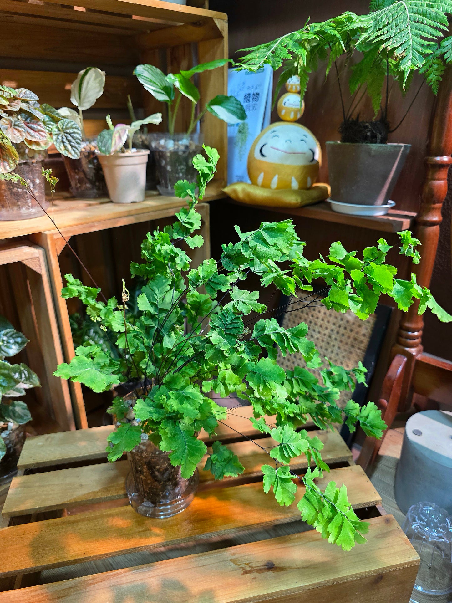 Adiantum capillus veneris 鳳舞蕨