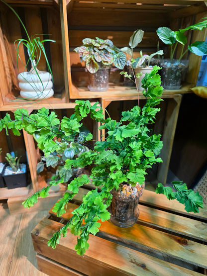 Adiantum capillus veneris 鳳舞蕨