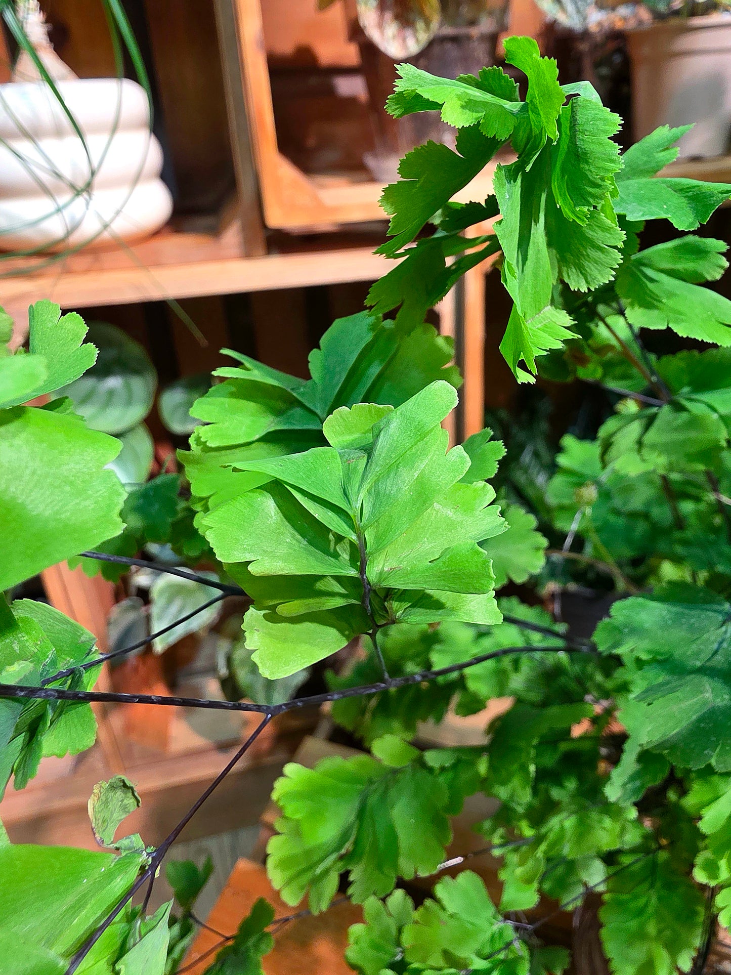 Adiantum capillus veneris 鳳舞蕨