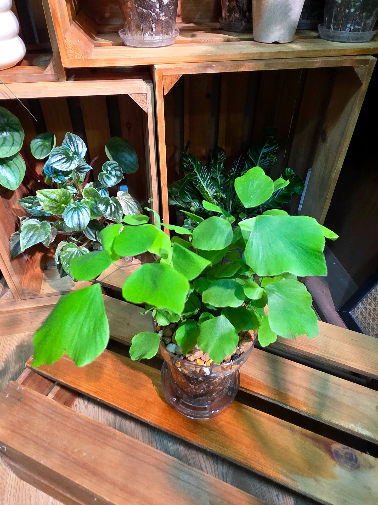 Adiantum peruvianum 銀幣蕨