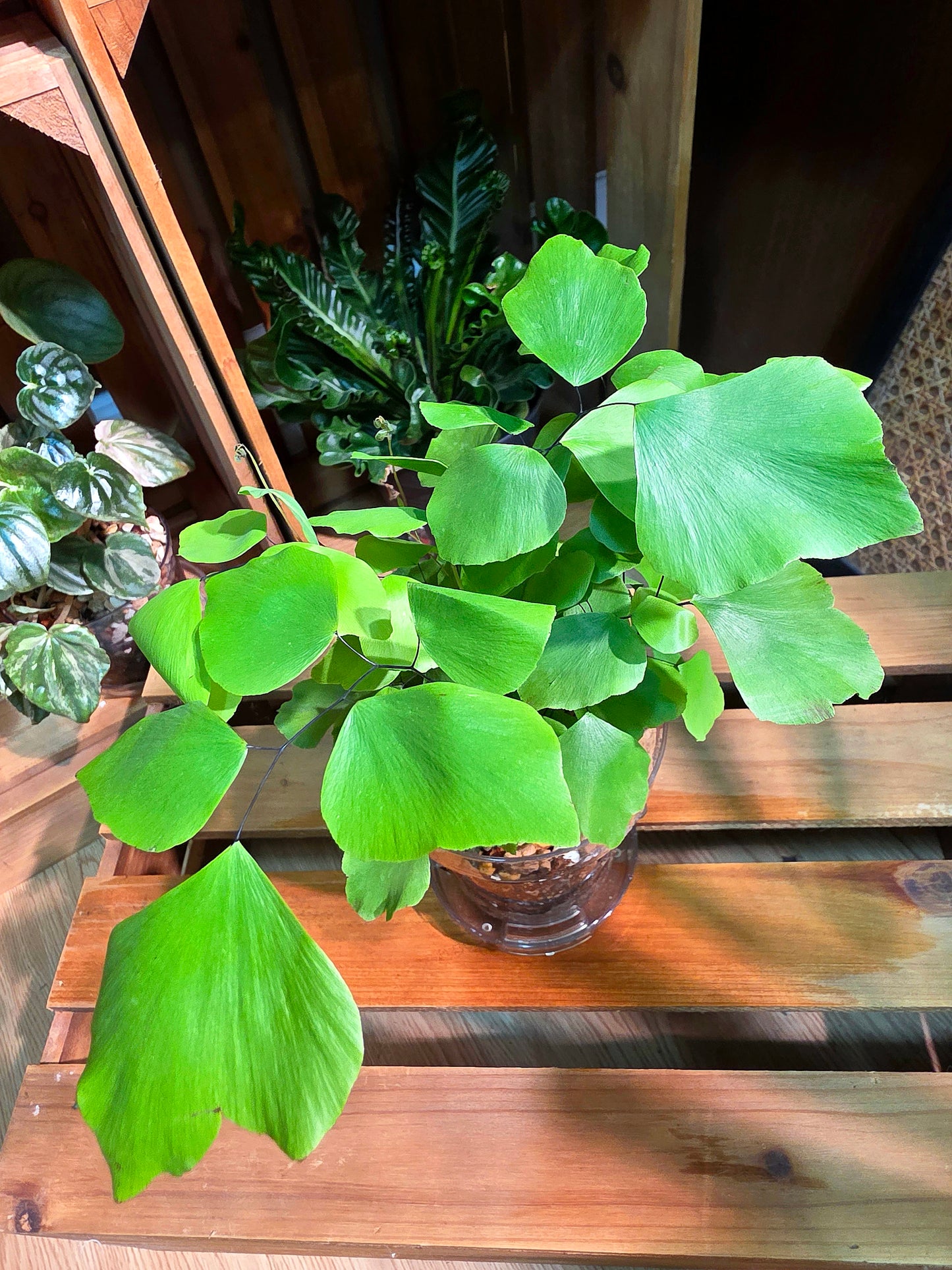 Adiantum peruvianum 銀幣蕨