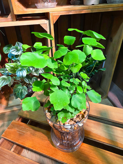 Adiantum peruvianum 銀幣蕨