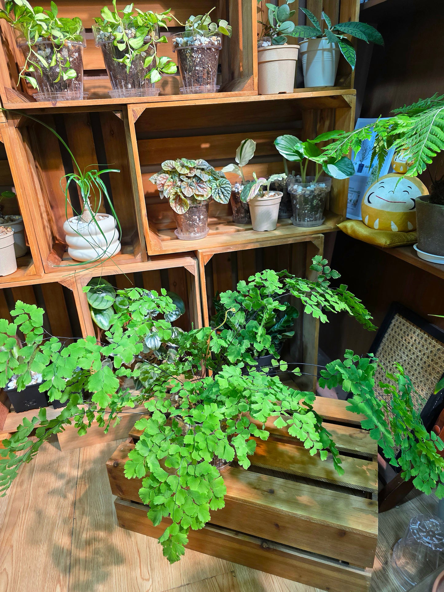 Adiantum capillus 柔情鐵線蕨