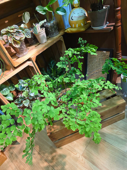 Adiantum capillus 柔情鐵線蕨