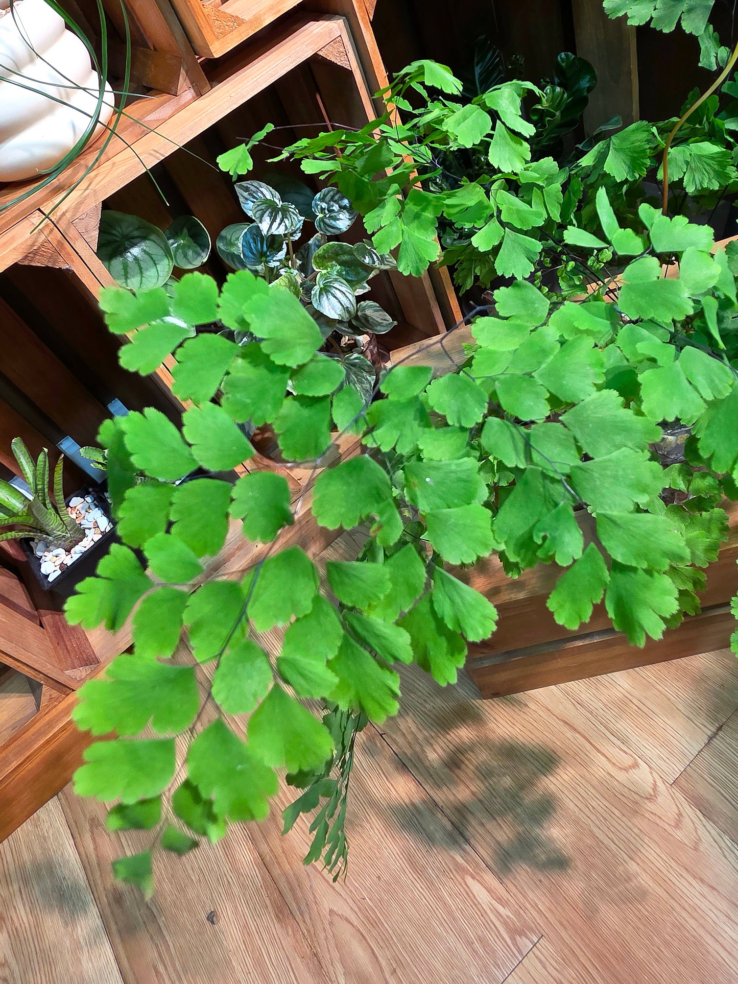 Adiantum capillus 柔情鐵線蕨