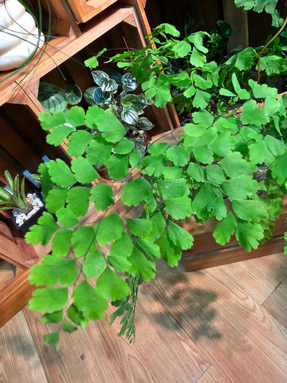 Adiantum capillus 柔情鐵線蕨