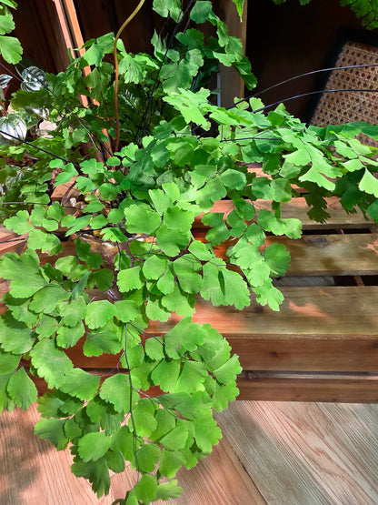 Adiantum capillus 柔情鐵線蕨