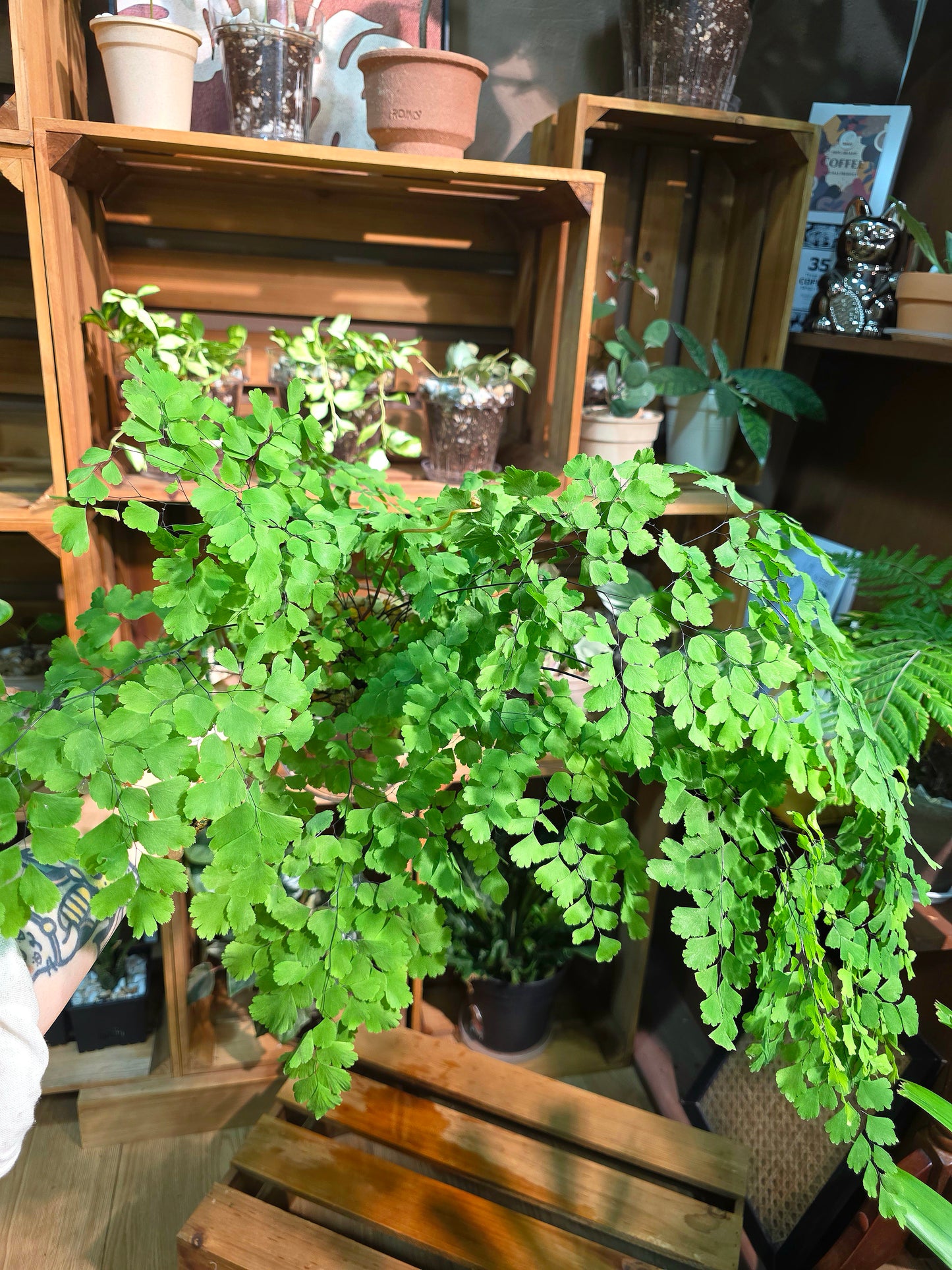 Adiantum capillus 柔情鐵線蕨