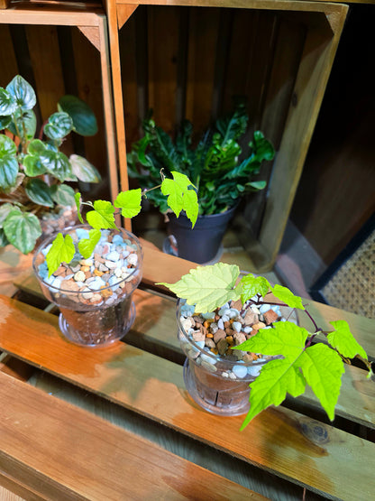 Ampelopsis Humulifolia Bge Golden-Leaf Porcelain Berry