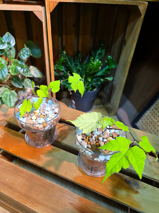 Ampelopsis Humulifolia Bge Golden-Leaf Porcelain Berry