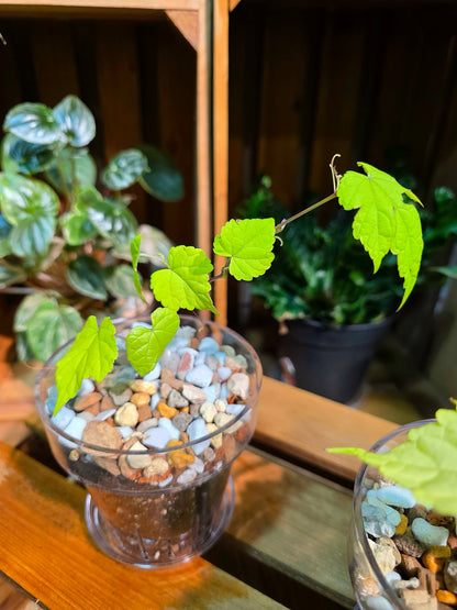 Ampelopsis Humulifolia Bge Golden-Leaf Porcelain Berry