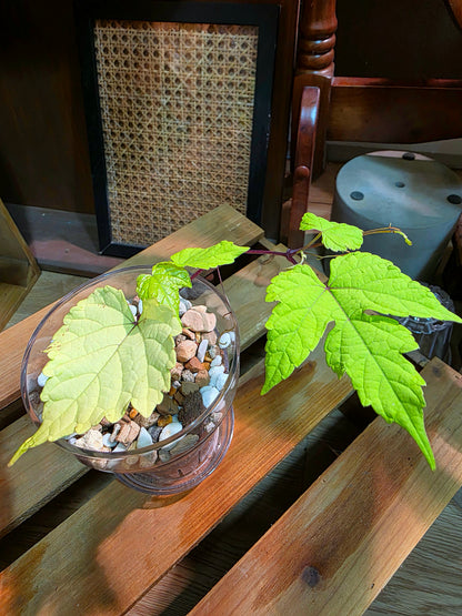 Ampelopsis Humulifolia Bge Golden-Leaf Porcelain Berry