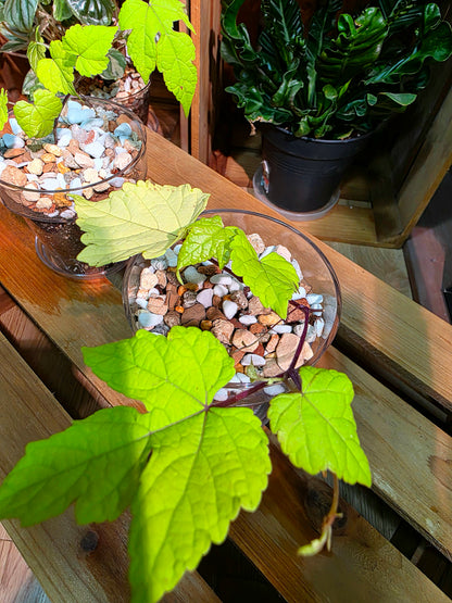 Ampelopsis Humulifolia Bge Golden-Leaf Porcelain Berry