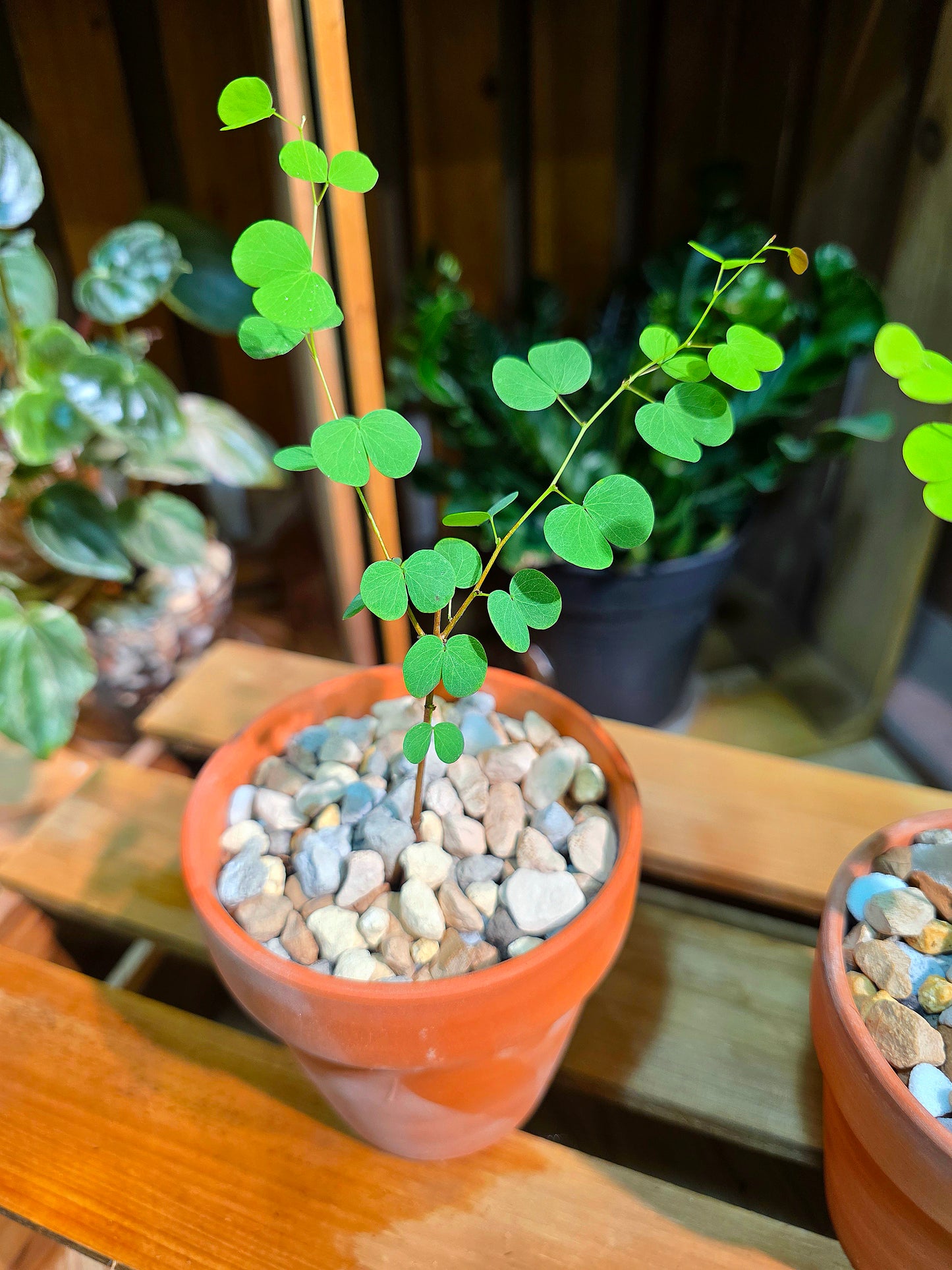 Bauhinia hooker Hook-leaf Bauhinia
