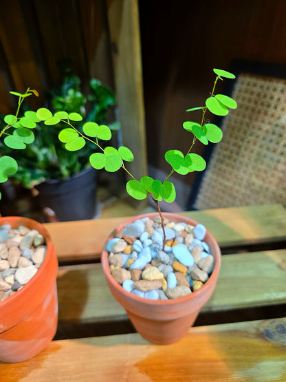 Bauhinia hooker Hook-leaf Bauhinia
