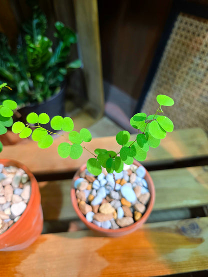 Bauhinia hooker Hook-leaf Bauhinia