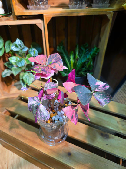 Oxalis triangularis variegated 粉錦酢漿草
