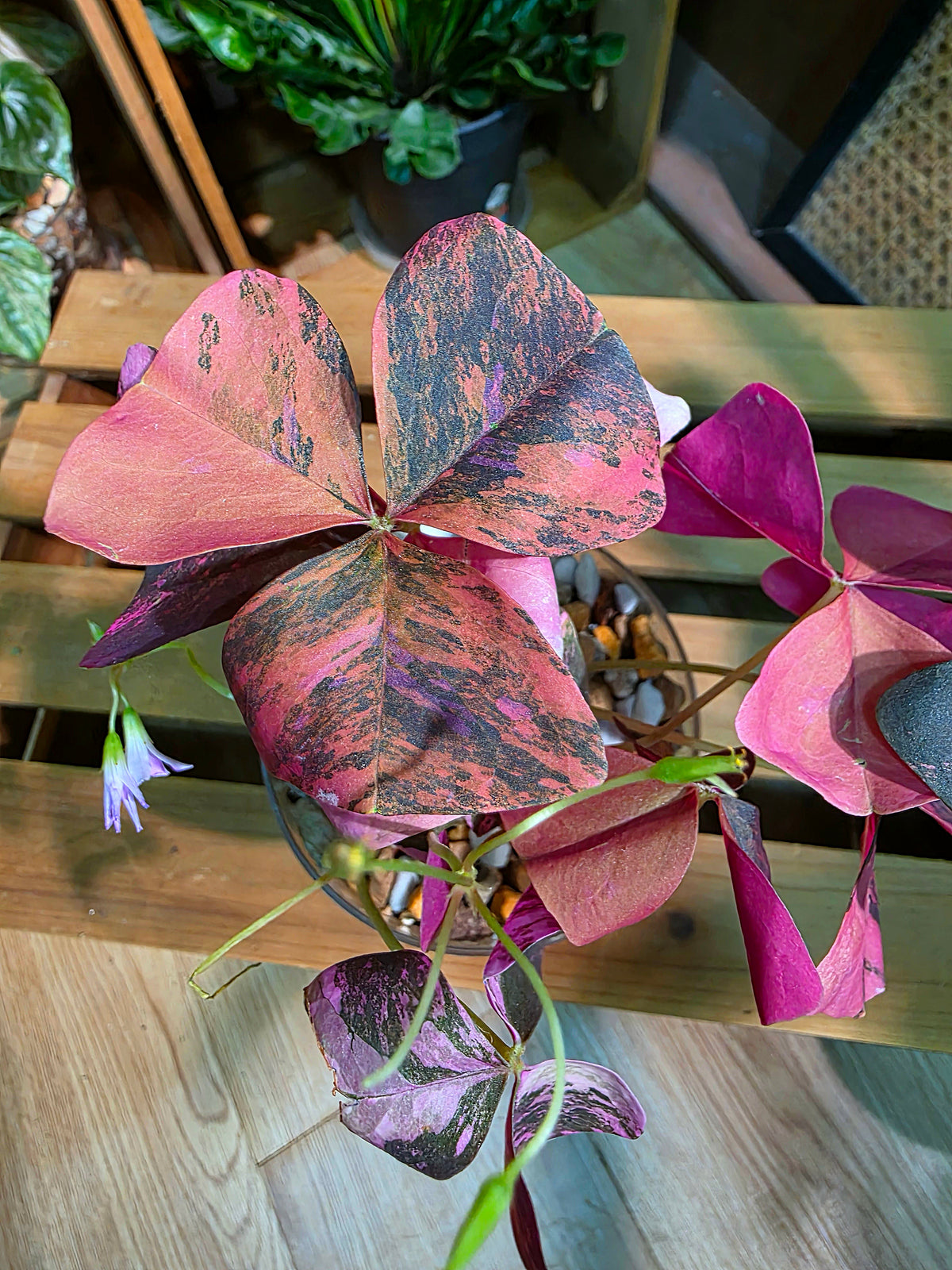Oxalis triangularis variegated 粉錦酢漿草