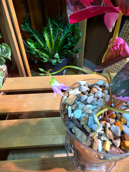 Oxalis triangularis variegated 粉錦酢漿草