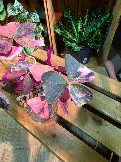 Oxalis triangularis variegated 粉錦酢漿草