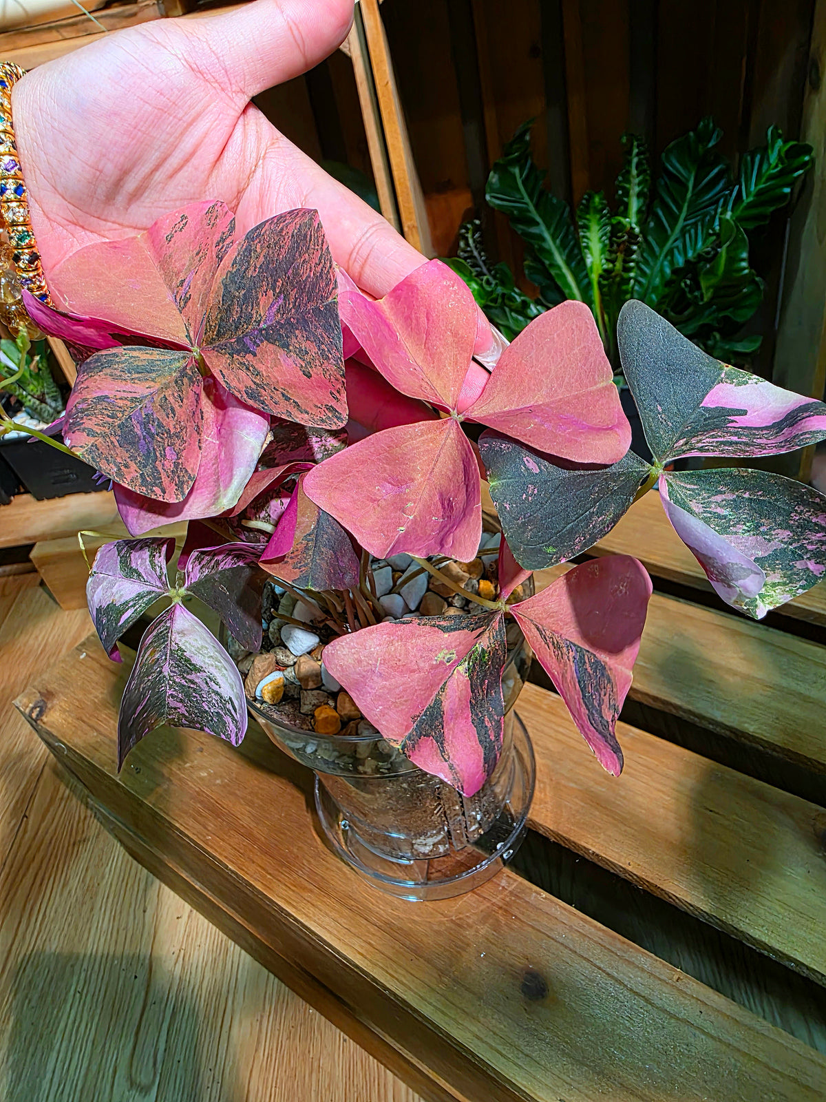 Oxalis triangularis variegated 粉錦酢漿草