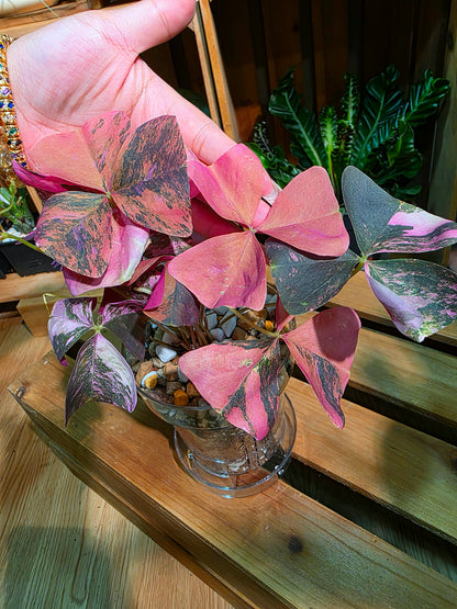 Oxalis triangularis variegated 粉錦酢漿草