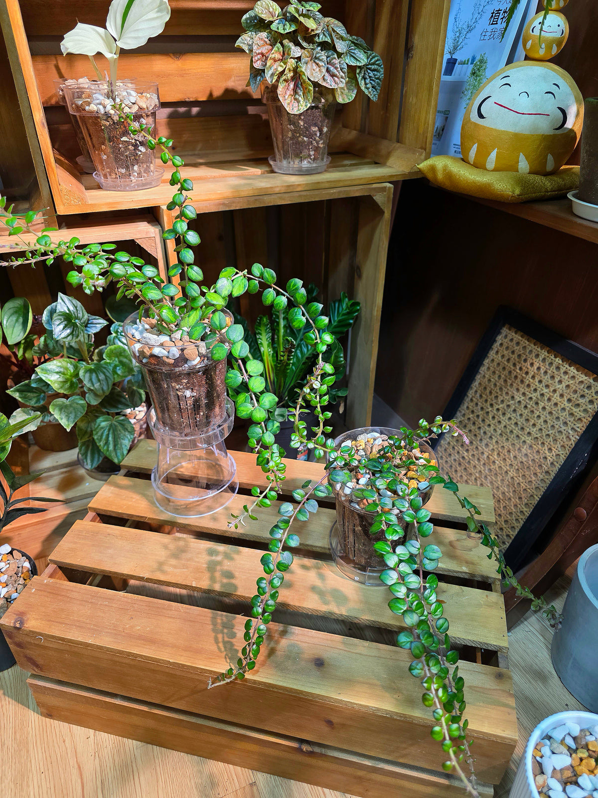 Columnea microphylla variegated 斑葉金魚藤