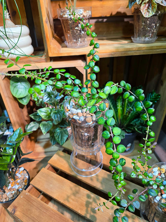 Columnea microphylla variegated 斑葉金魚藤