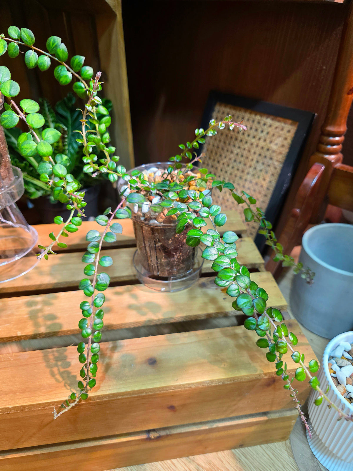 Columnea microphylla variegated 斑葉金魚藤