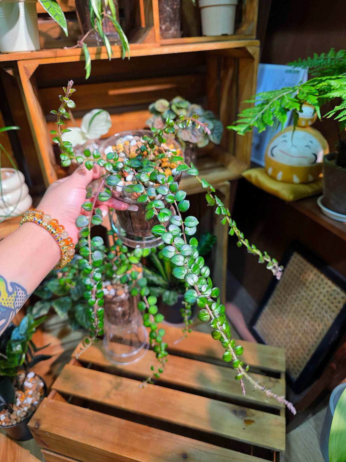 Columnea microphylla variegated 斑葉金魚藤
