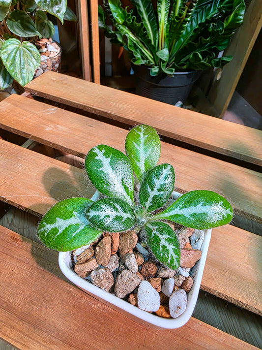 Primulina sinovietnamica