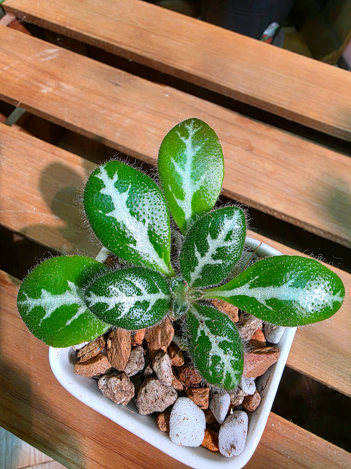 Primulina sinovietnamica 中越報春苦苣苔