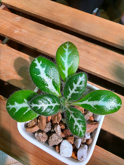 Primulina sinovietnamica 中越報春苦苣苔