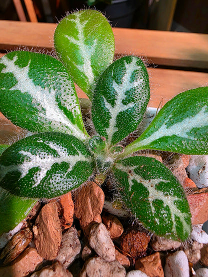 Primulina sinovietnamica 中越報春苦苣苔